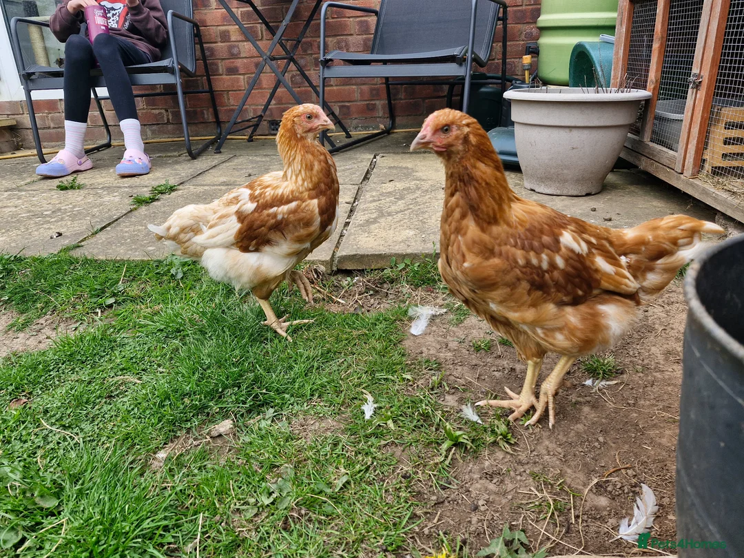 Chickens poultry for sale: Two hens for sale,  in Hereford - Advert 1