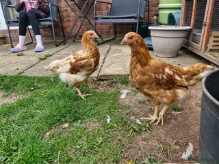 Chickens poultry Two hens for sale, - Advert 11