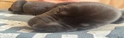 Labrador Retriever dogs for sale: KC Registered Pedigree Labrador Puppies - Advert 11