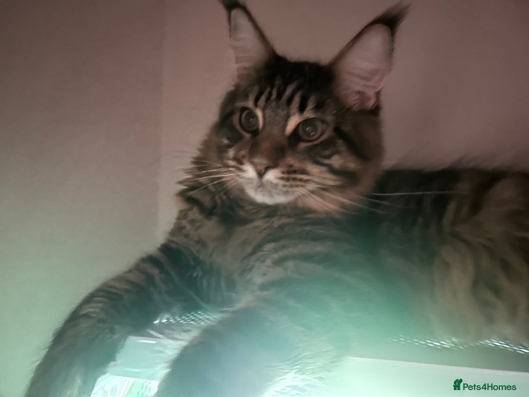 Maine Coon cats for sale: Maine Coone rehoming - Advert 1