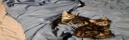 Mixed Breed cats for sale: The Three Musketeers - Advert 4