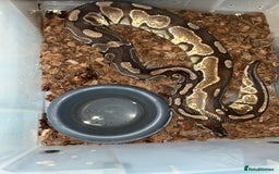 Python Snake reptiles for sale: Ball pythons for sale  - Image 4