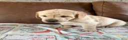 Goldador dogs for sale: F1 Goldador puppies - Advert 2