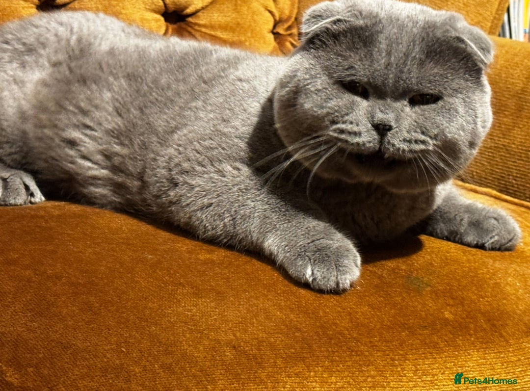 British Shorthair cats for sale: Gorgeous Scottish Fold male, 1.5y old - Advert 11