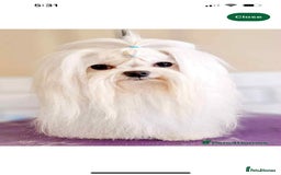 Maltese dogs for sale: Stunning Maltese pups for sale ready to go - Image 16