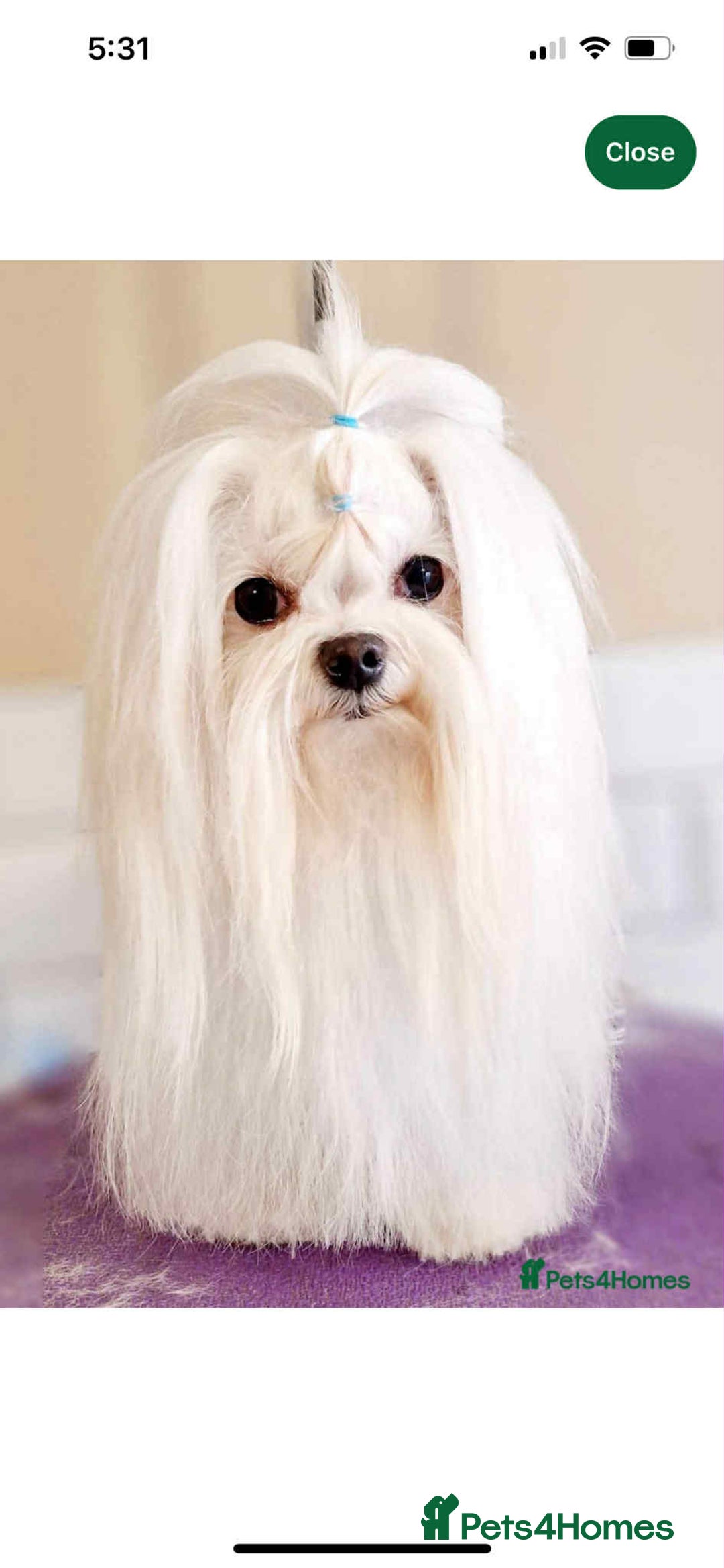 Maltese dogs for sale: Stunning Maltese pups for sale ready to go - Image 16