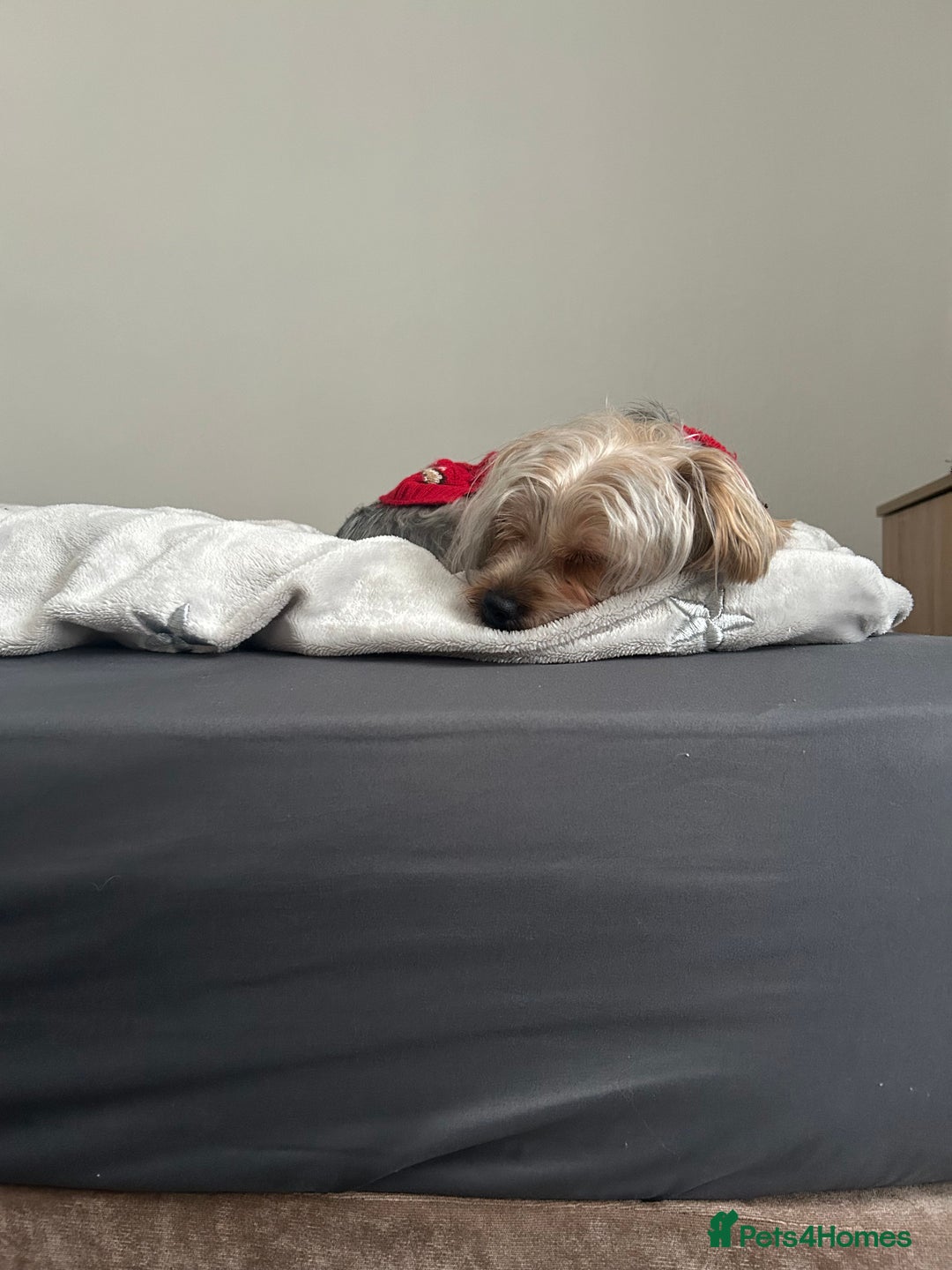 Yorkshire Terrier dogs for sale: Yorkshire Terrier, Female - Full Sized - 1yr old  - Advert 7