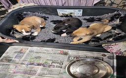 Mixed Breed dogs for sale: Lurcher puppies for sale - Image 8