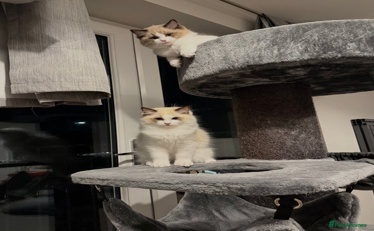 Ragdoll cats Handsome GCCF Registered Ragdoll Boys 😻 - Advert 7