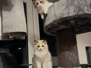 Ragdoll cats Handsome GCCF Registered Ragdoll Boys 😻 - Advert 5