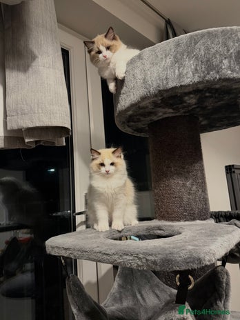 Ragdoll cats Handsome GCCF Registered Ragdoll Boys 😻 - Advert 7