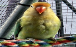 Lovebirds birds for sale: Lovely 6 month old female  - Image 2
