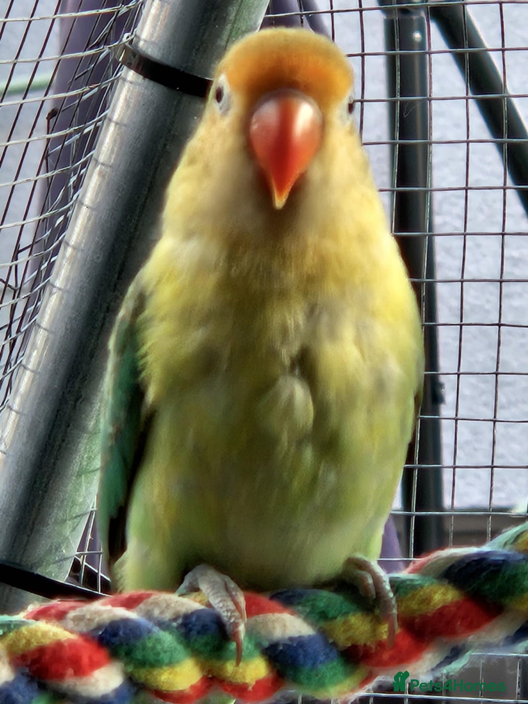 Lovebirds birds for sale: Lovely 6 month old female  - Image 2