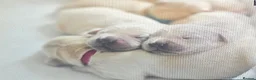 Golden Retriever dogs for sale: Golden Retreiver pups - Glasgow  in Glasgow - Advert 3