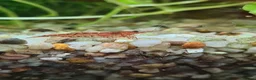 Shrimps fish for sale: 🔥Juvenile RED & BLUE SHRIMP 🦐 + a free plant 🍃 - Advert 9