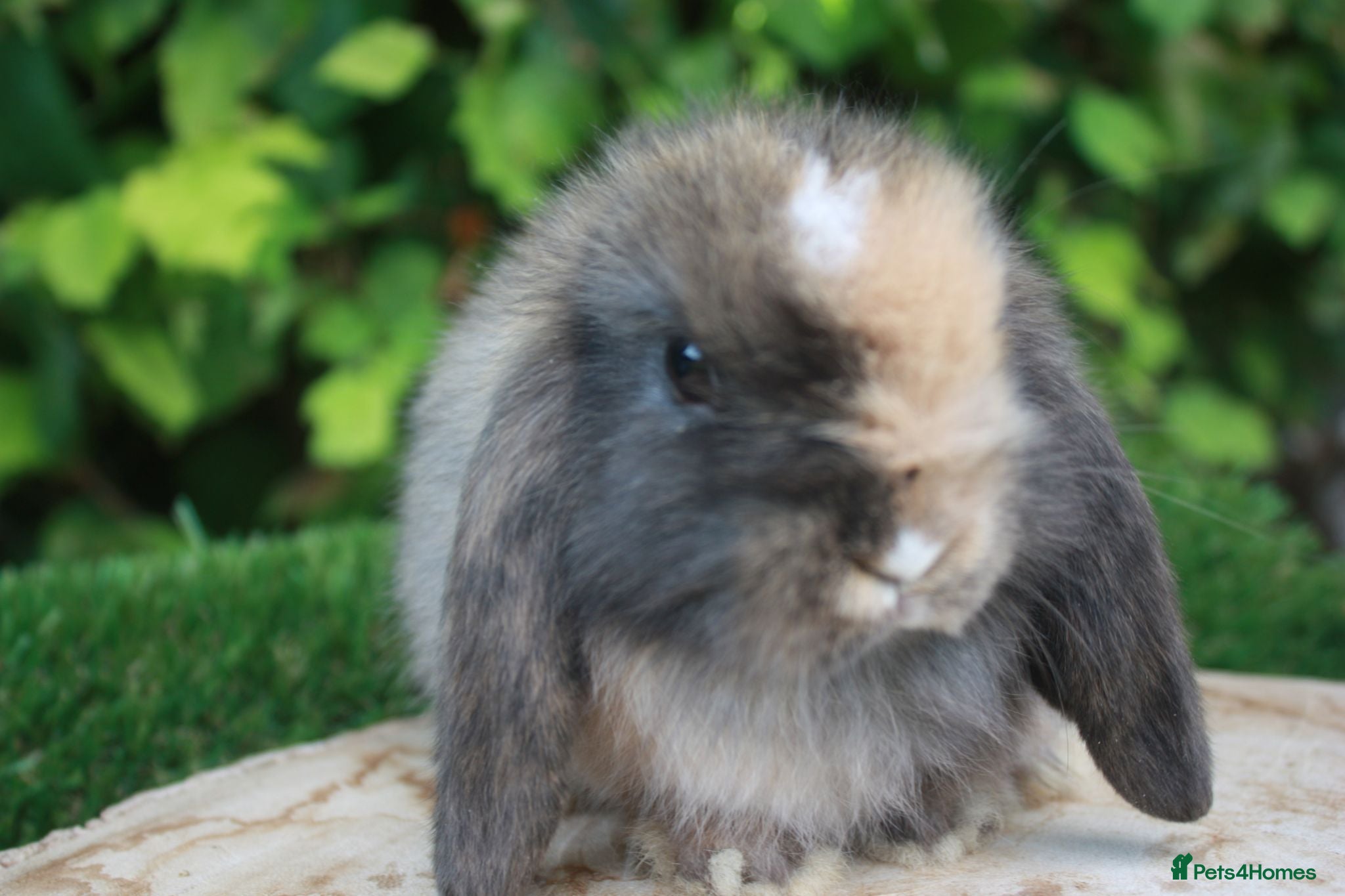 Mini Lop rabbits Pure bred mini lop baby rabbits  - Advert 10