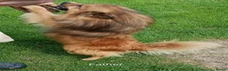 Mixed Breed dogs for sale: Exceptional Papillon × Mittel Spitz Puppies in Wisbech - Advert 6