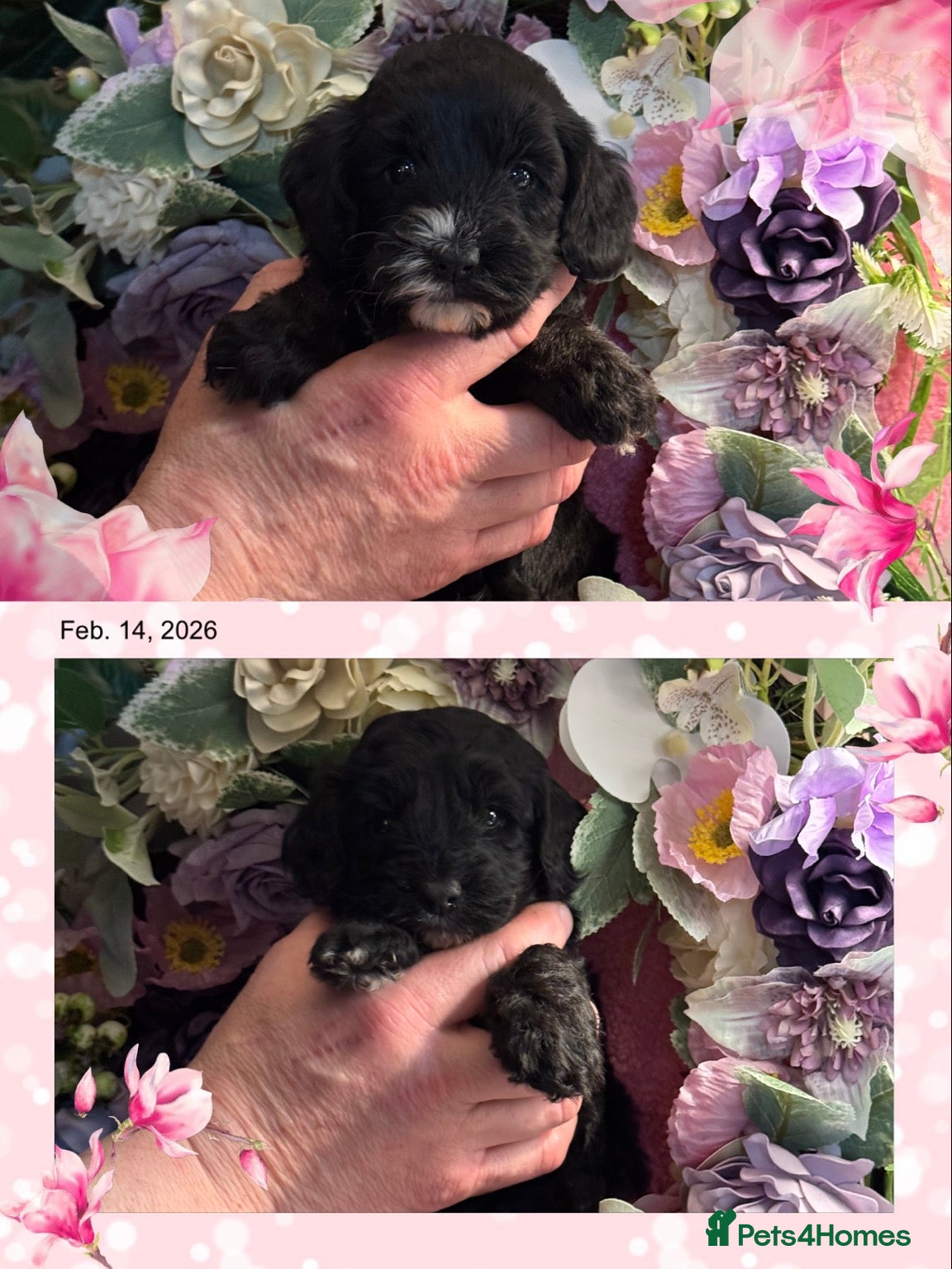 Cockapoo dogs 2 left dna clear gorgeous Cockerpoo puppies  - Advert 4