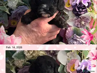 Cockapoo dogs 2 left dna clear gorgeous Cockerpoo puppies - Advert 4