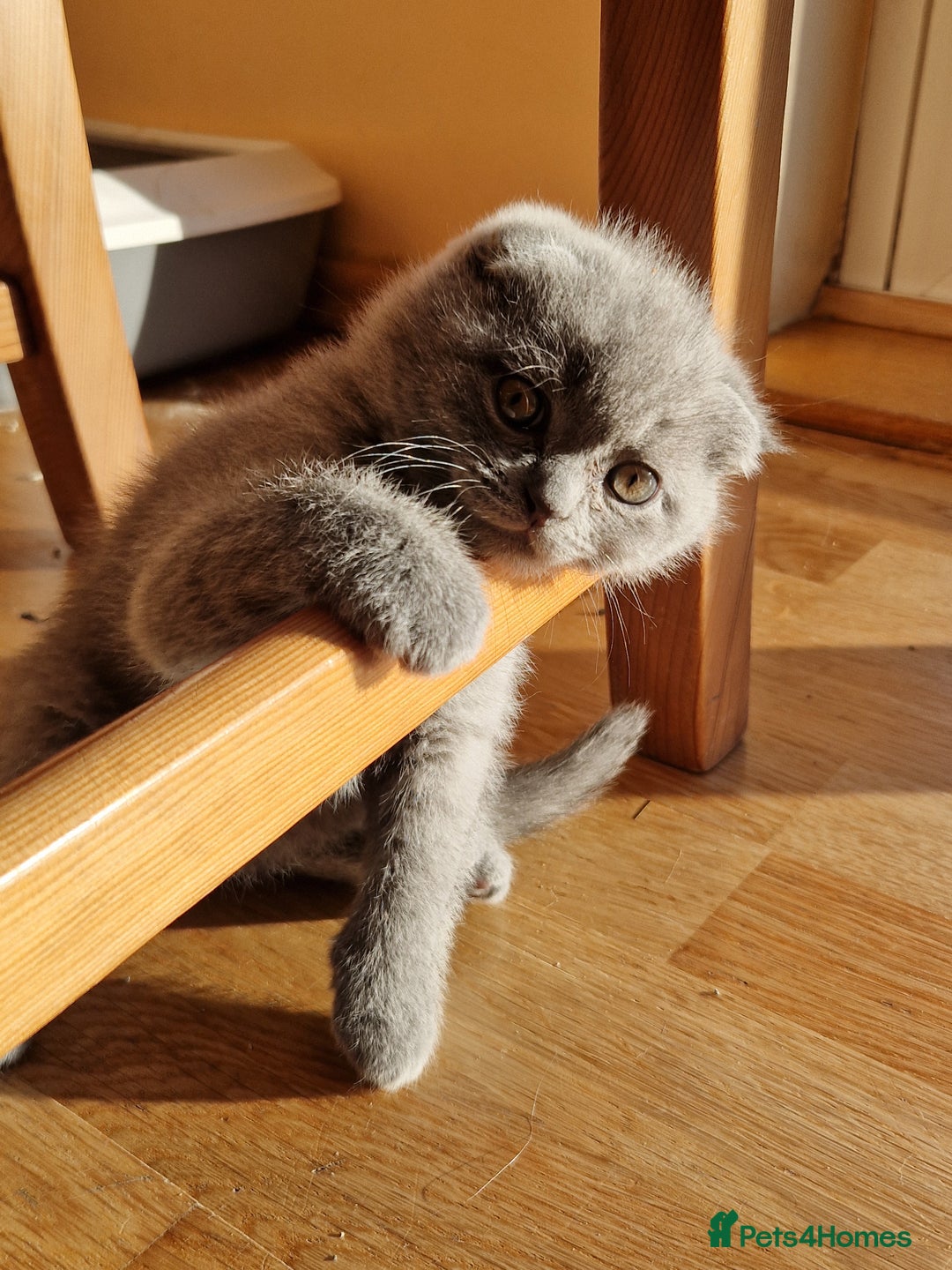 British Shorthair cats for sale: Last Scottish blue fold boy - Advert 1
