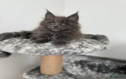Maine Coon cats for sale: 🐾TICA registered Maine Coon Kittens🐾 - Image 2