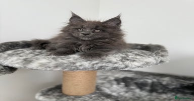 Maine Coon cats - Advert 9