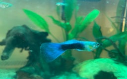 Live Bearers fish for sale: Mixed guppies - Image 11