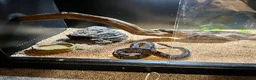 Python Snake reptiles for sale: Royal python  - Advert 6