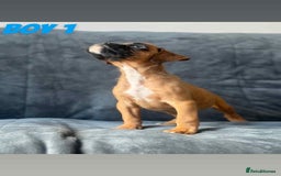Boxer dogs for sale: BEAUTIFUL BOXER PUPPIES (HEARTSCORED PARENTS) - Image 6