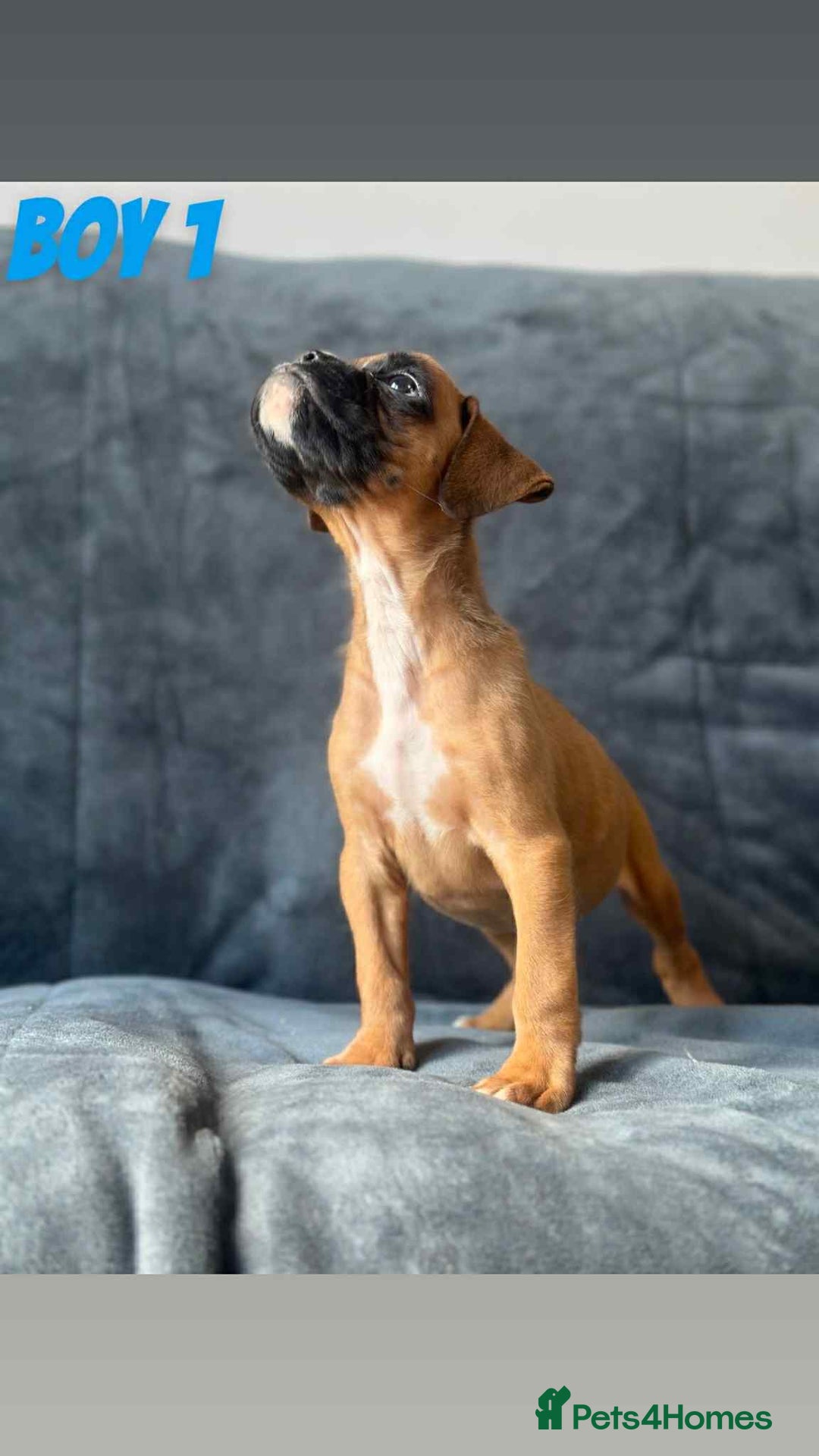 Boxer dogs for sale: BEAUTIFUL BOXER PUPPIES (HEARTSCORED PARENTS) - Image 6