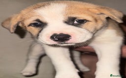Mixed Breed dogs for sale: Akita Mix with Staffordshire Bull Terrier - Image 1