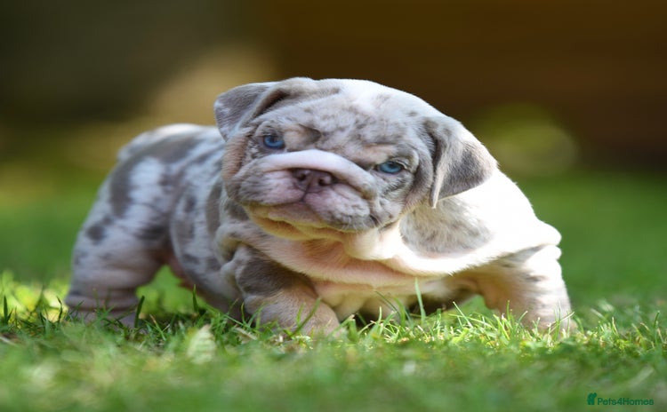 English Bulldog dogs - Advert 3