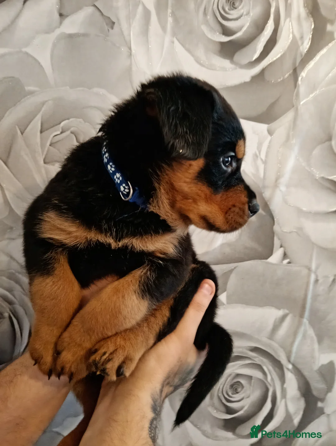 Mixed Breed dogs for sale: Amazing rottweiler cross border collie puppies.  - Advert 3