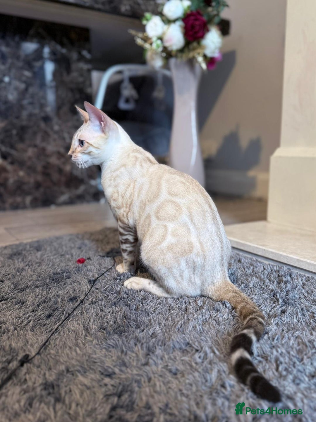 Bengal cats for sale: Tica Registered Pedigree Snow Bengal kittens  - Image 10