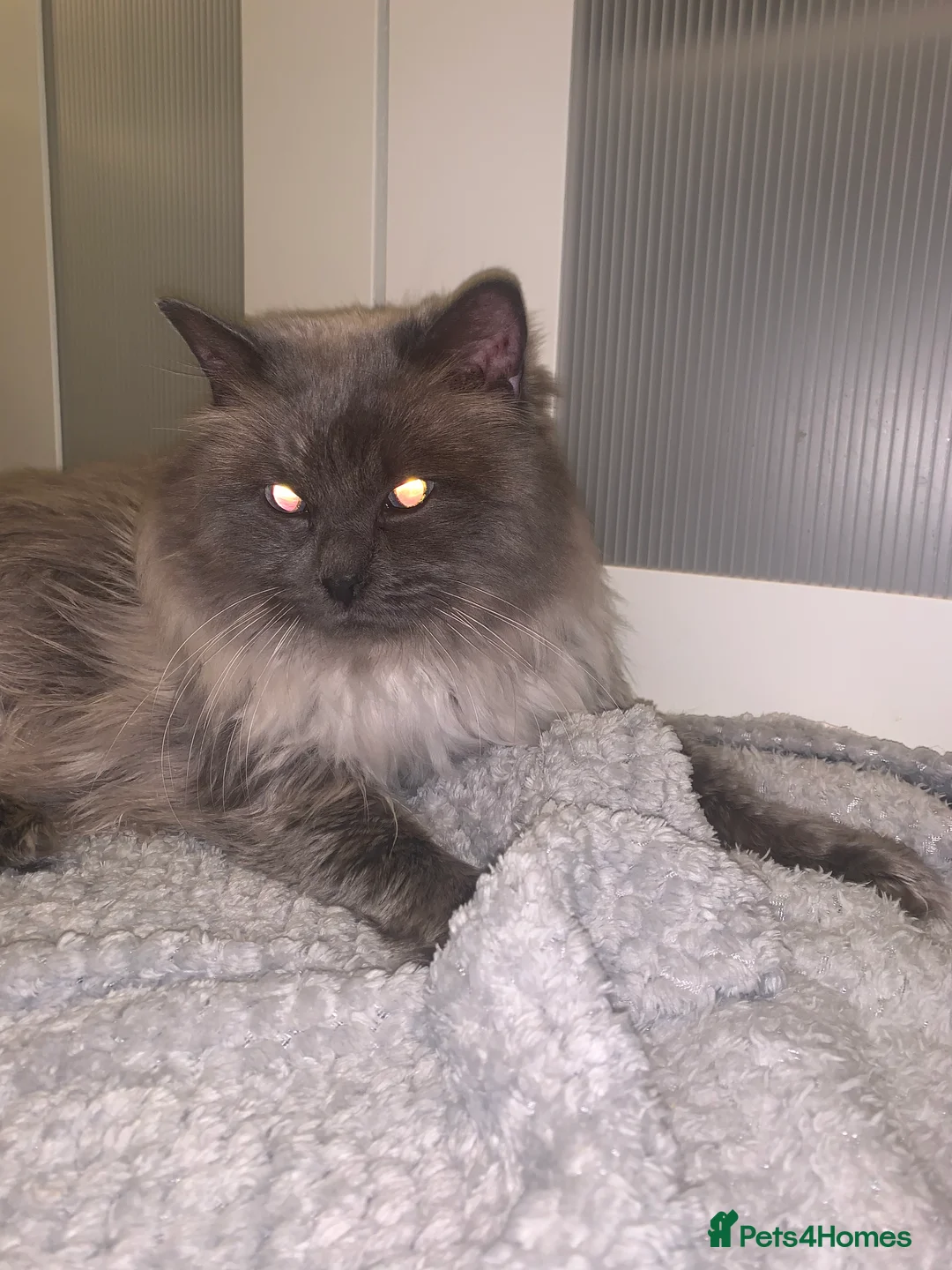 Ragdoll cats for stud: TICA/GCCF Active The famous ROMEO Blue Point STUD! in Tipton - Advert 3