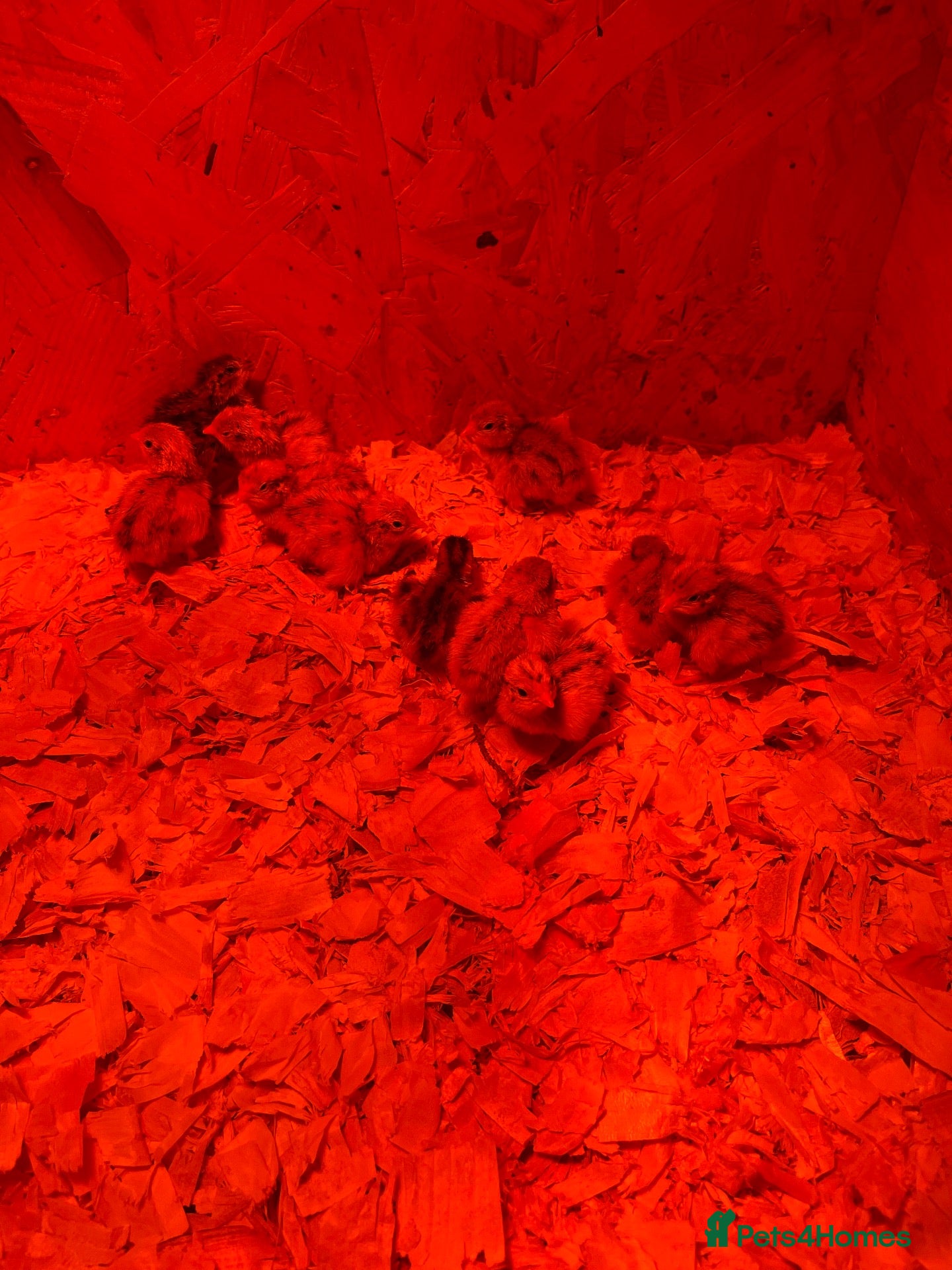 Quail poultry Quail chicks - Advert 14