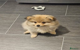 Pomeranian dogs for sale: 🐾✨ Fluffy Teddy Pomeranian Puppies ✨🐾 Ready now! - Image 14