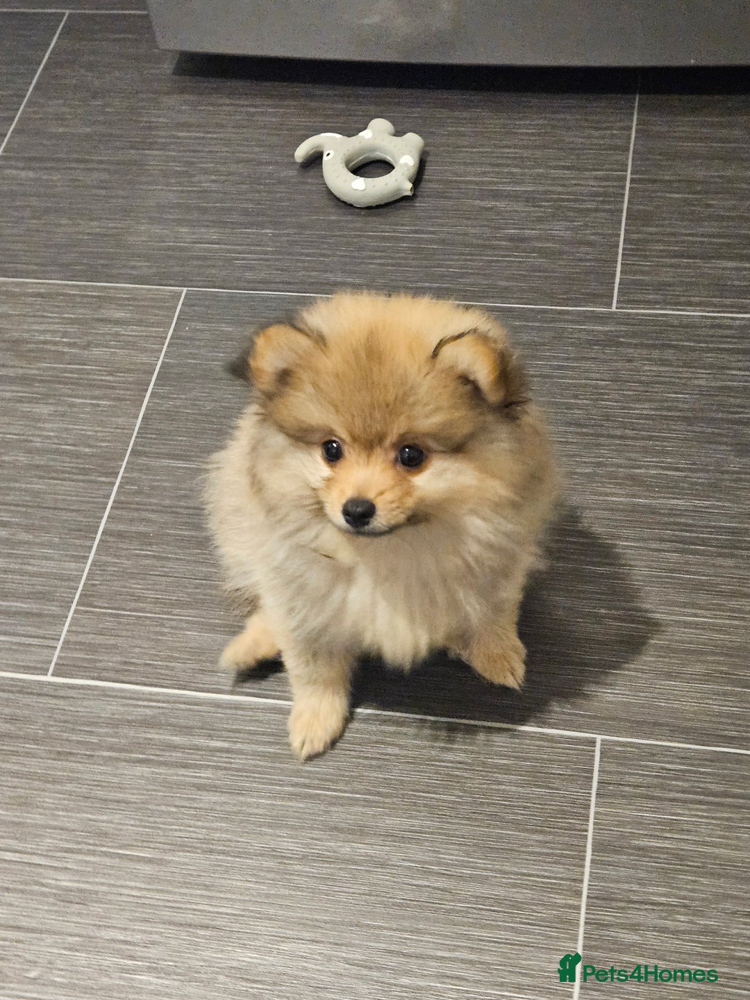 Pomeranian dogs for sale: 🐾✨ Fluffy Teddy Pomeranian Puppies ✨🐾 Ready now! - Image 14