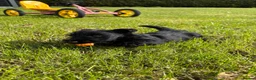Scottish Terrier dogs for sale: Scottish terrier pups KC registered  - Advert 4