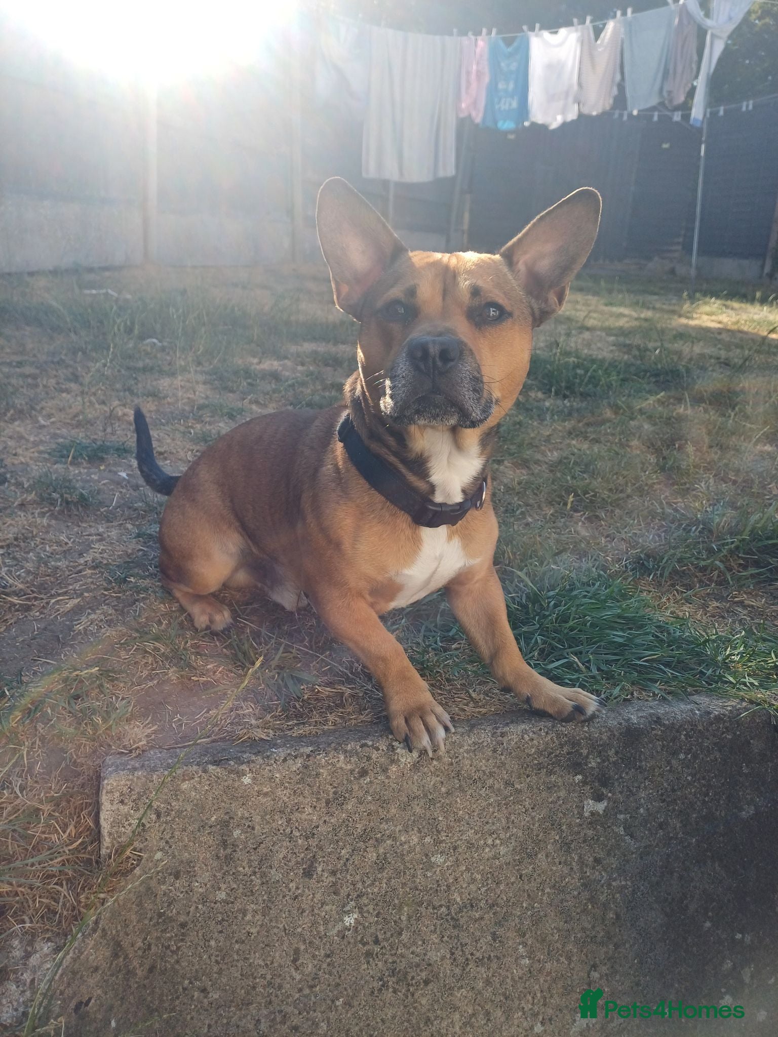 Mixed Breed dogs Max for stud - Advert 1