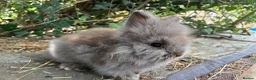 Lionhead rabbits for sale: 1 fluffy lionhead babies and 3 minilop babies  - Advert 6