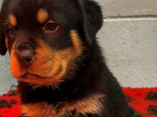 Rottweiler dogs - Advert 7