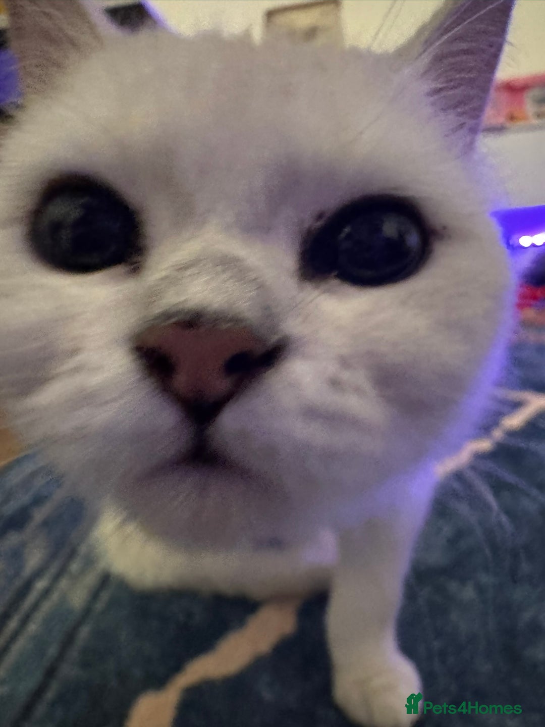 British Shorthair cats for sale: Champion Line Registered Chinchilla British sh - Advert 5