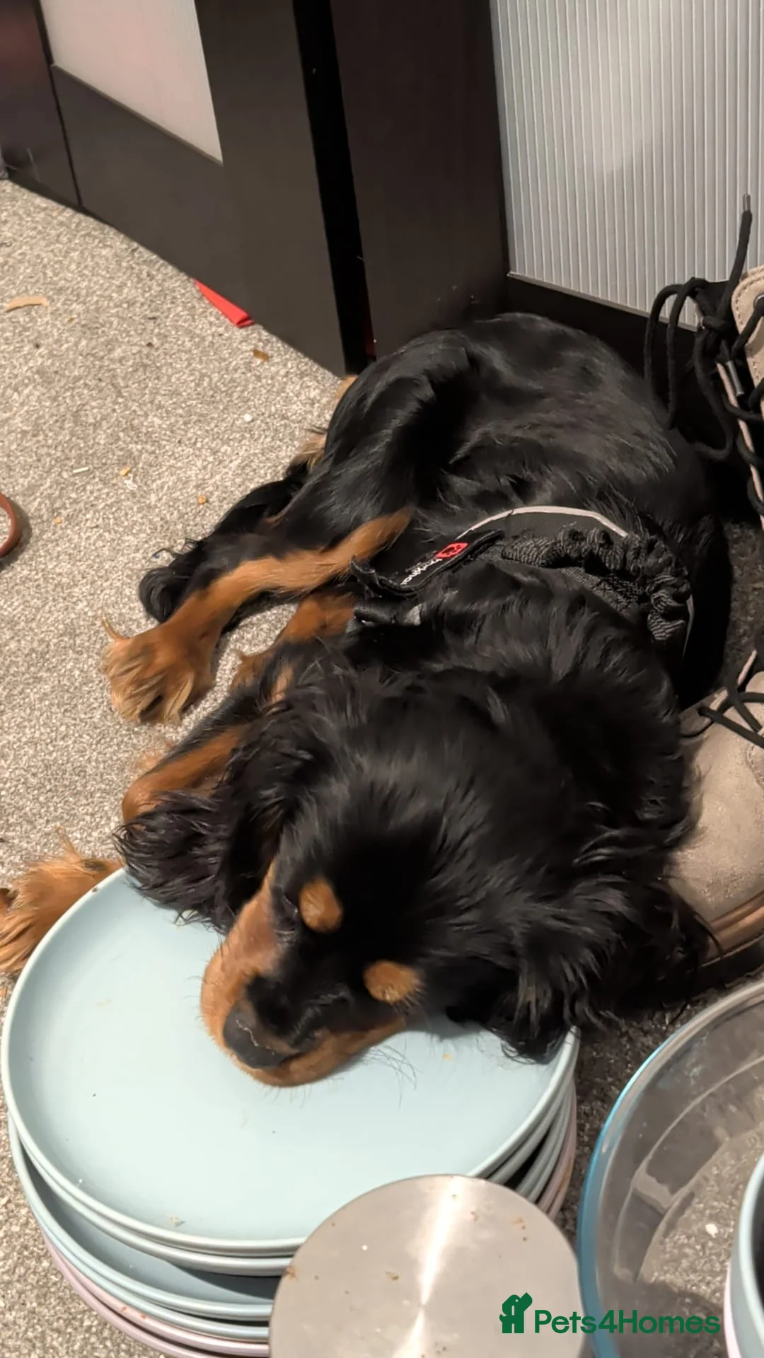 Cavalier King Charles Spaniel dogs for sale: Beloved Treacle needs a loving new home in Manchester - Advert 6