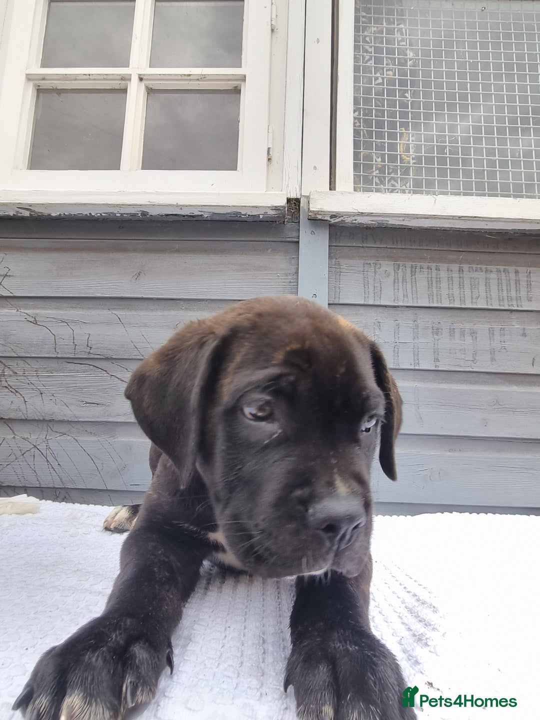 Cane Corso dogs for sale: Italian cane corso puppies  - Image 5