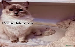Ragdoll cats for sale: Beautiful Ragdoll kittens - Image 4
