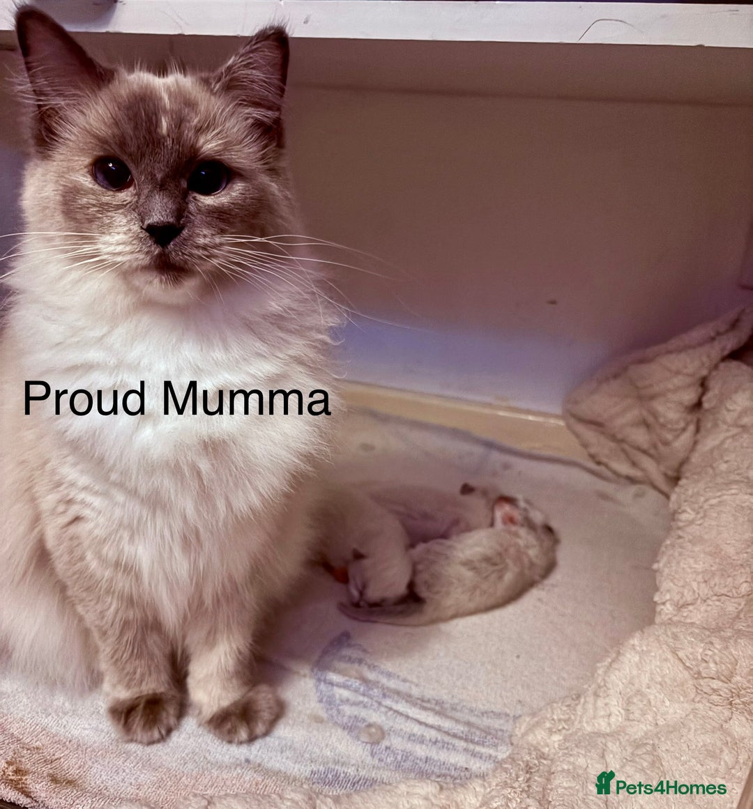 Ragdoll cats for sale: Beautiful Ragdoll kittens - Image 4