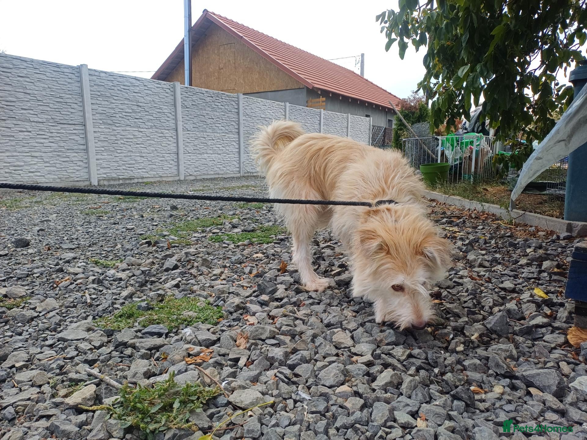 Mixed Breed dogs 🐾💛 EMILY – A GENTLE SOUL FOR A LOVING HOME 💛🏡 - Advert 1