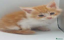 Maine Coon cats for sale: Full pedigree Maine coon  - Image 7