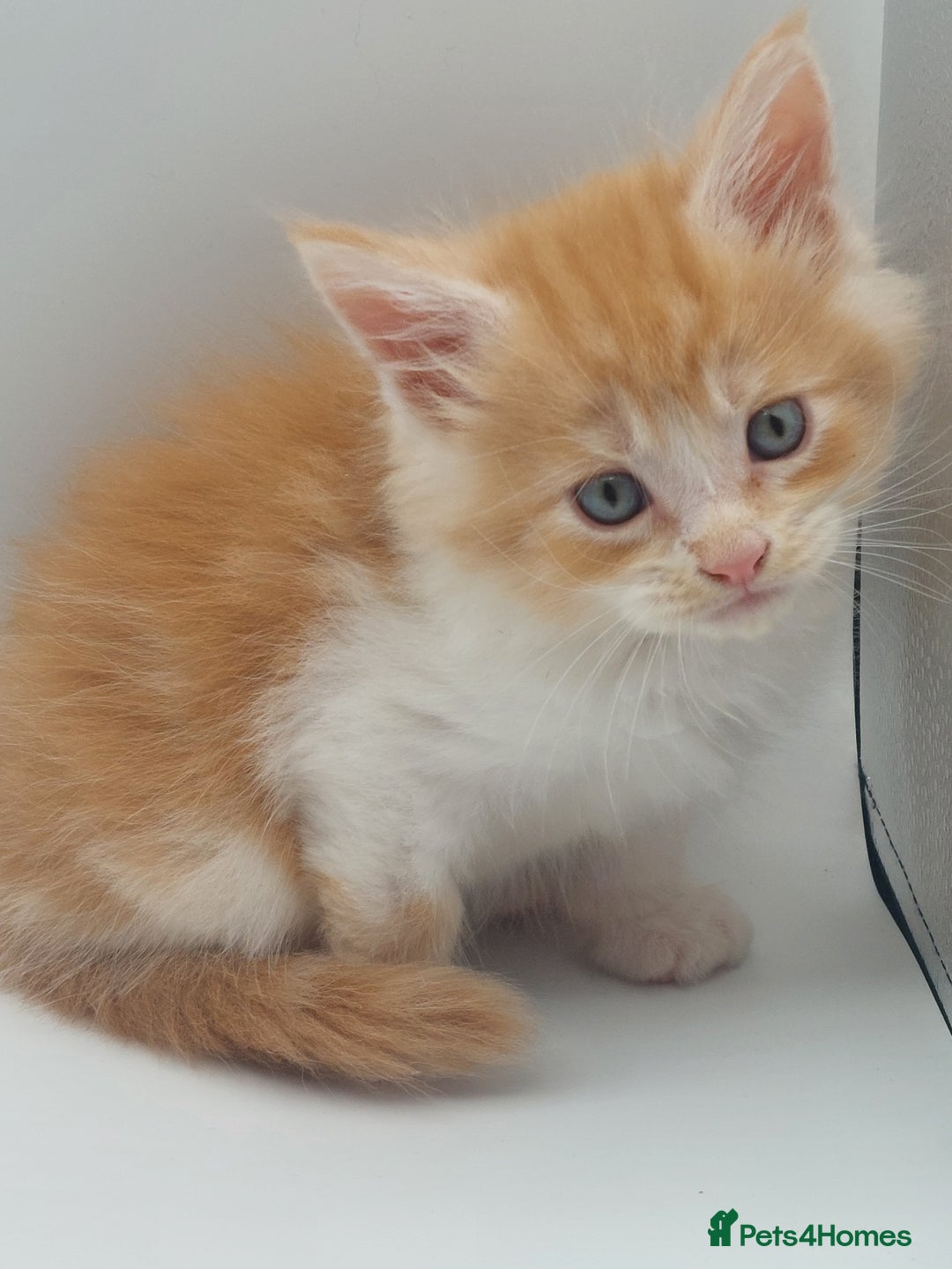 Maine Coon cats for sale: Full pedigree Maine coon  - Image 7